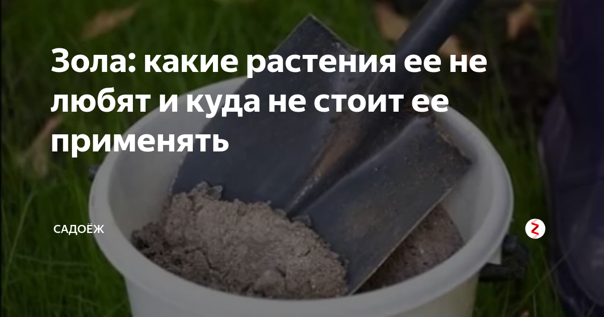 Какие культуры любят золу. Растения любят золу. Подкормка растений золой. Какие овощи любят золу. Растения не любят золу.