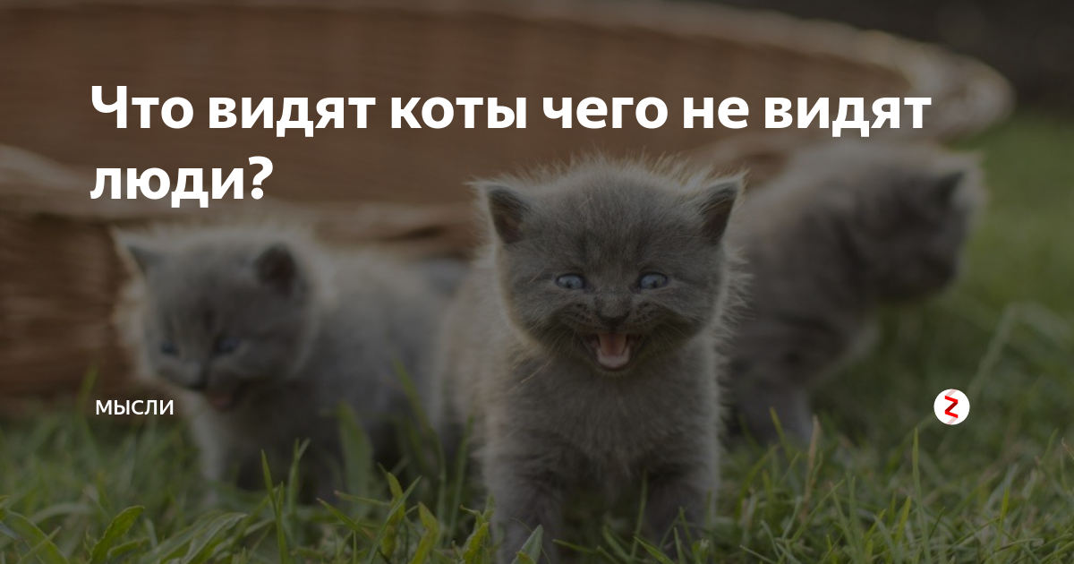 Что видят коты чего не видят люди?