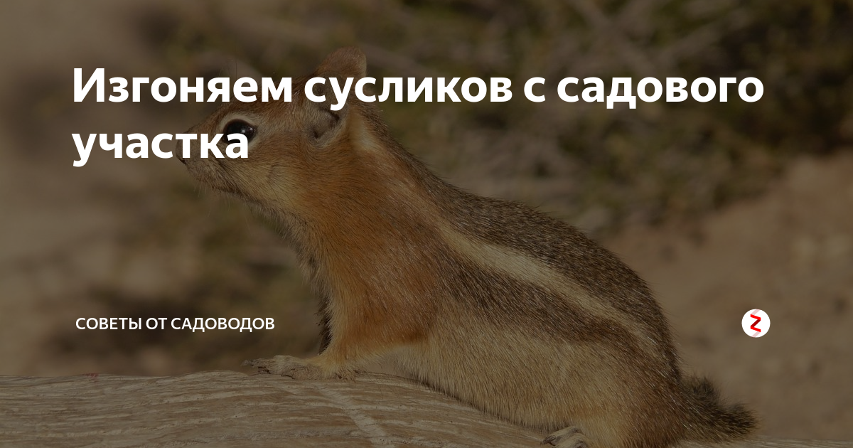 Уход за сусликами