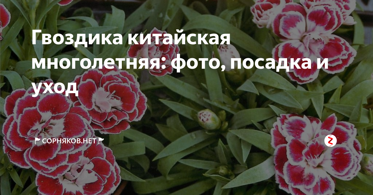 Гвоздика садовая: описание, посадка и уход, выращивание из семян, виды