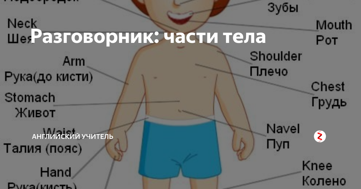 Части тела на английском для детей в картинках на русском и английском