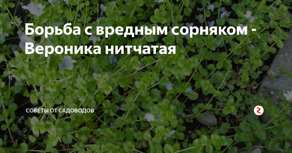 Борьба с вредным сорняком - Вероника нитчатая | Советы от садовода | Дзен
