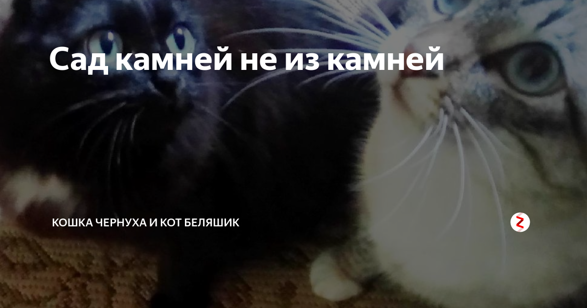 Сад камней не из камней | Кошка Чернуха и кот Беляшик | Дзен