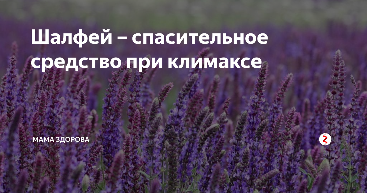 Травы при климаксе. Шалфей лекарственный (salvia). Препараты при менопаузе с соей. Шалфей лрс. Спринцевание шалфеем.