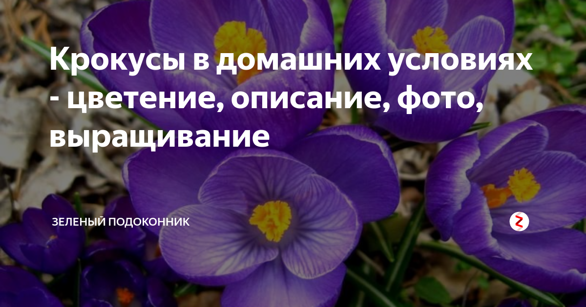 Крокусы: посадка и уход в открытом грунте, когда выкапывать и сажать, виды и сорта