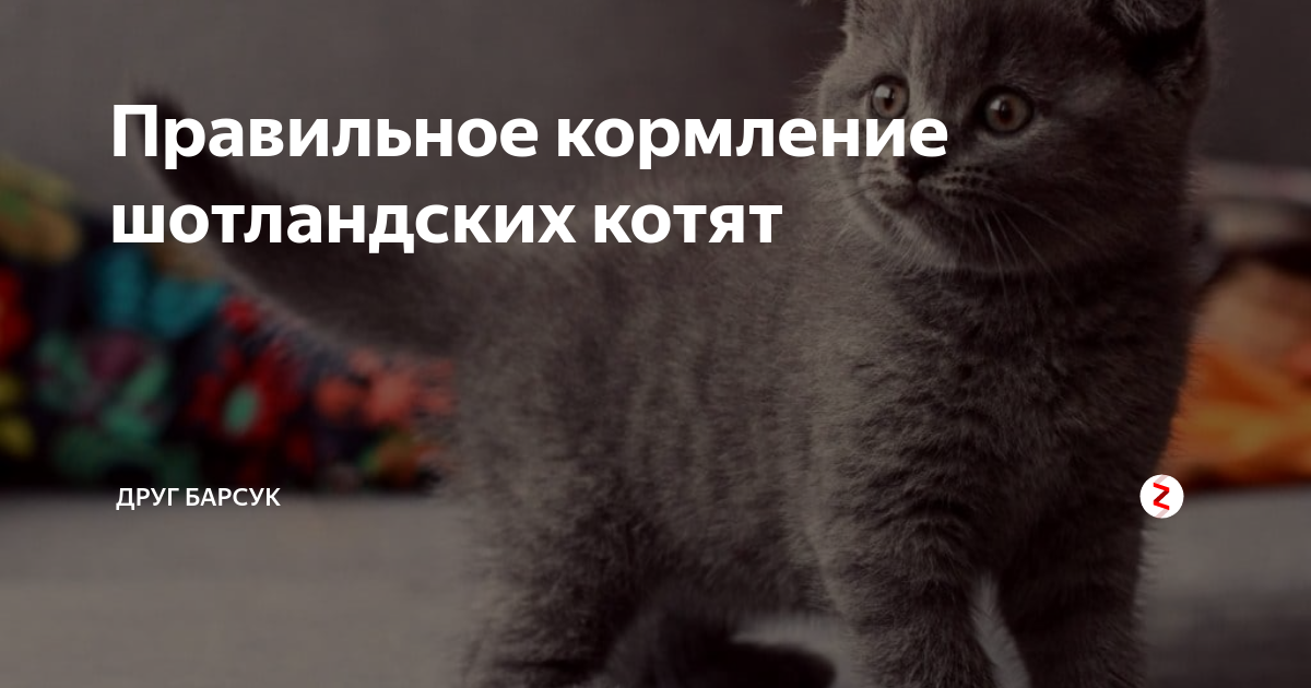 Чем можно кормить шотландского. Чем кормить шотландского котенка. Как кормить шотландского котенка. Кормление шотландских котят. Чем правильно кормить шотландского кота