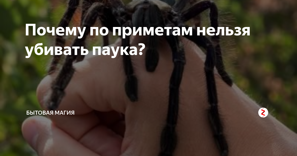 Паук в кровати примета