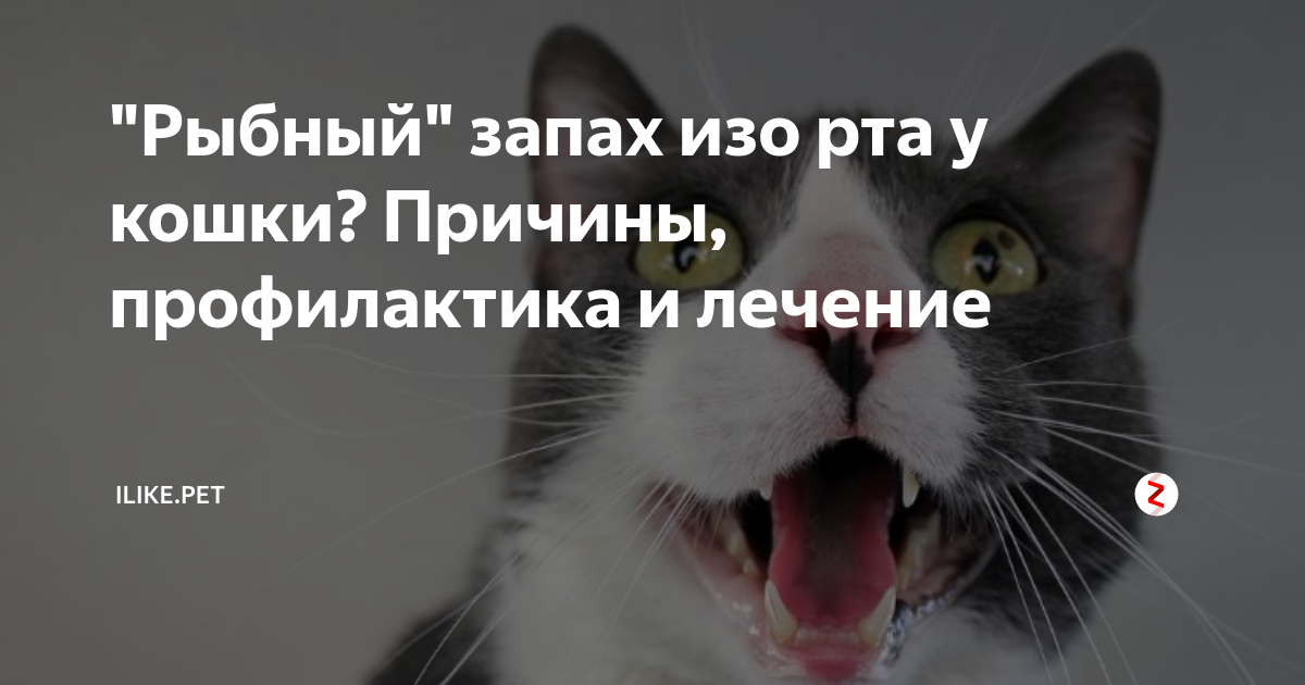 Что делать у кота воняет изо рта. Неприятный запах изо рта у кошки. Запах изо рта у кота причины. Почему у кошки пахнет изо рта. У кошки неприятный запах изо рта причины.