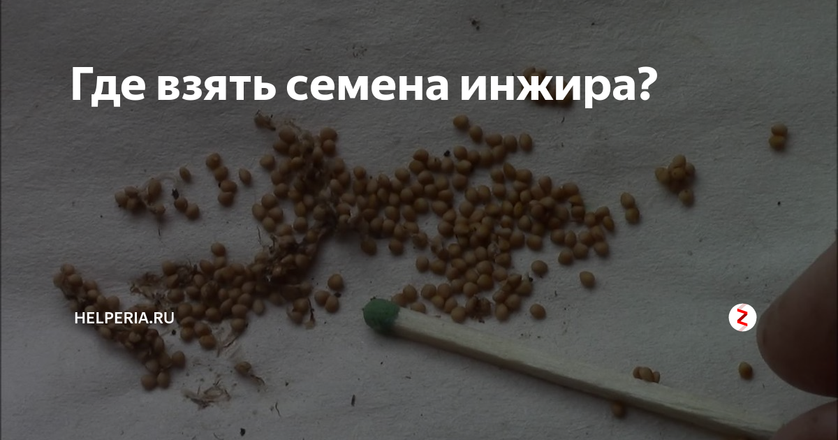 семена технической конопли. туя восточная из семян. бамия семена. семяна у венериной мухоловки. пророщенные семена инжира.