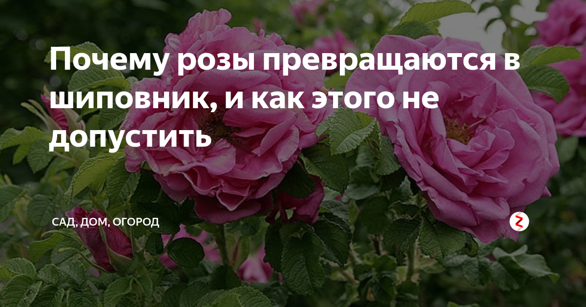 Почему розы быстро. Вырождение розы в шиповник