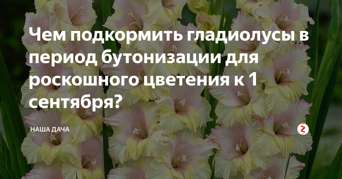 Гладиолус смотрины фото и описание сорта