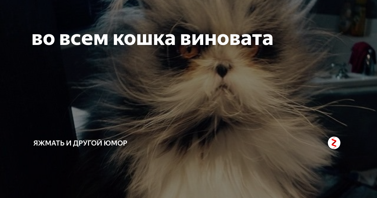 кот эксперт. провинившийся кот. виноватые коты. виноваты кошки. рыжий кот.