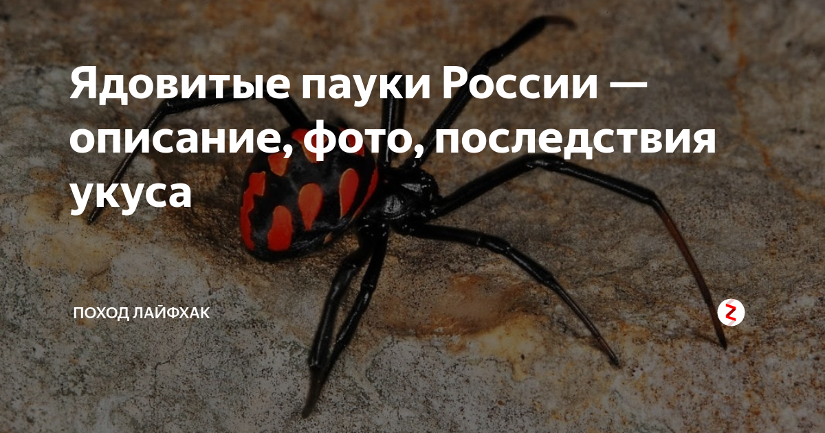 Ну ты же мужчина!, или МеЖполовые парадоксы [Филипп Александрович Грибанов] (fb2) читать онлайн