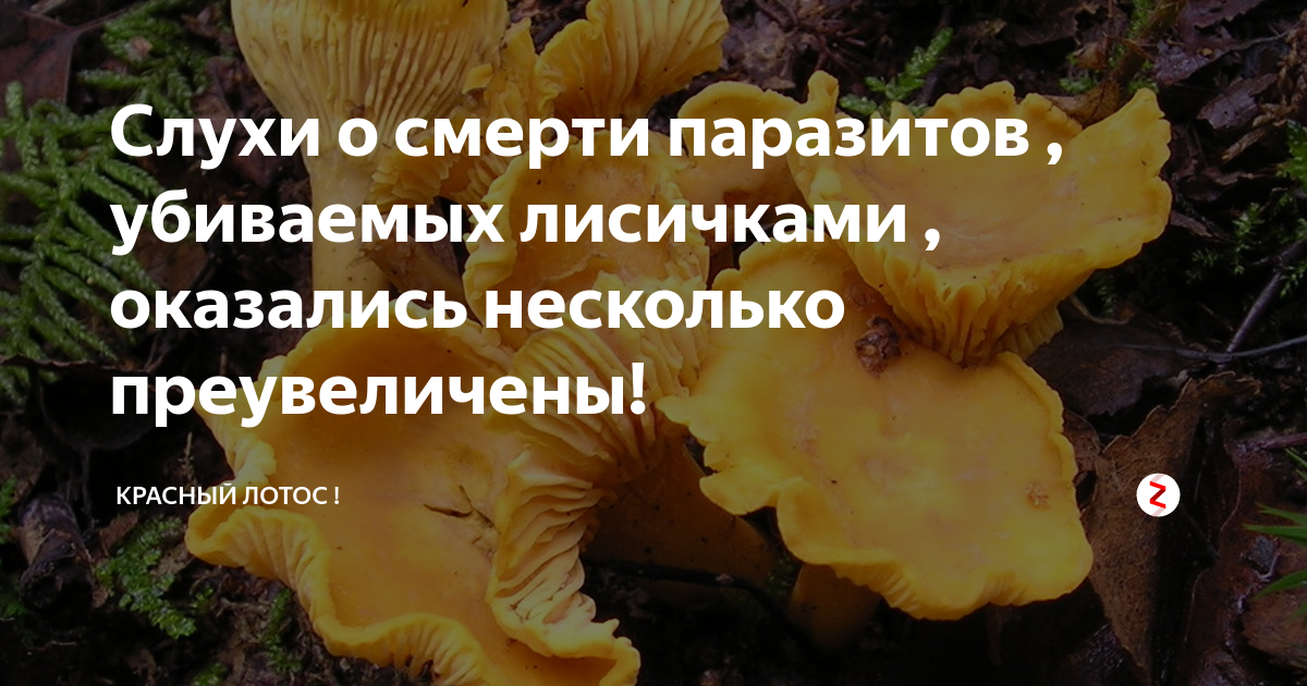 Лисички от паразитов. Гриб Лисичка паразиты