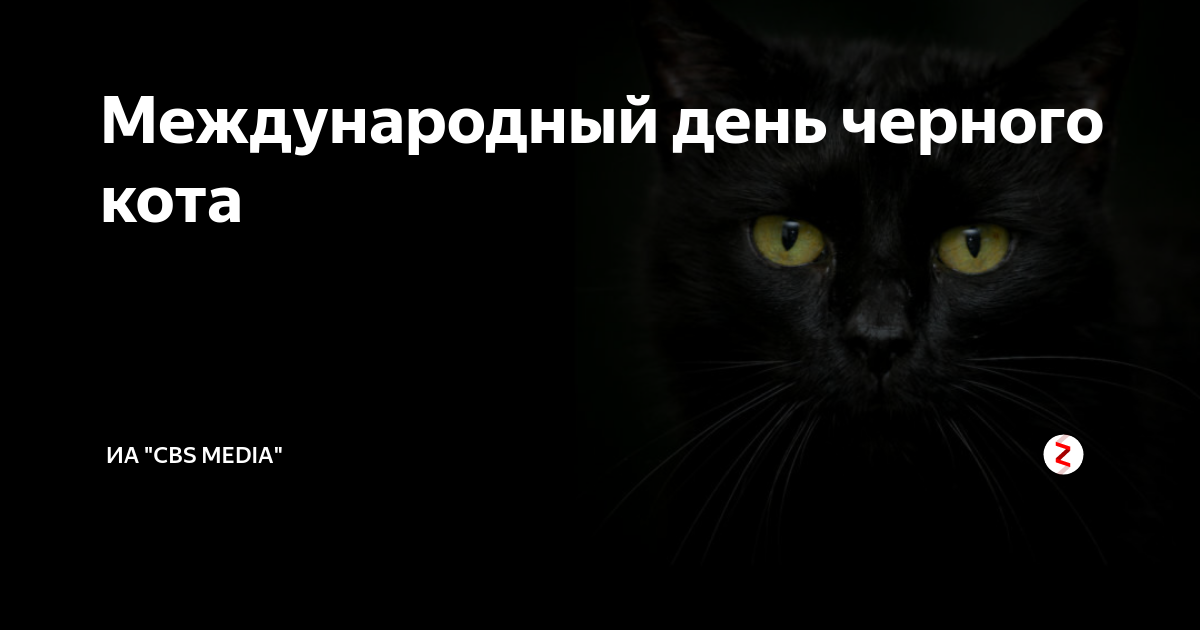 Включи день черного. День черного кота. Международный день черного кота. День черного кота 17 ноября. Международный день защиты черных котов.