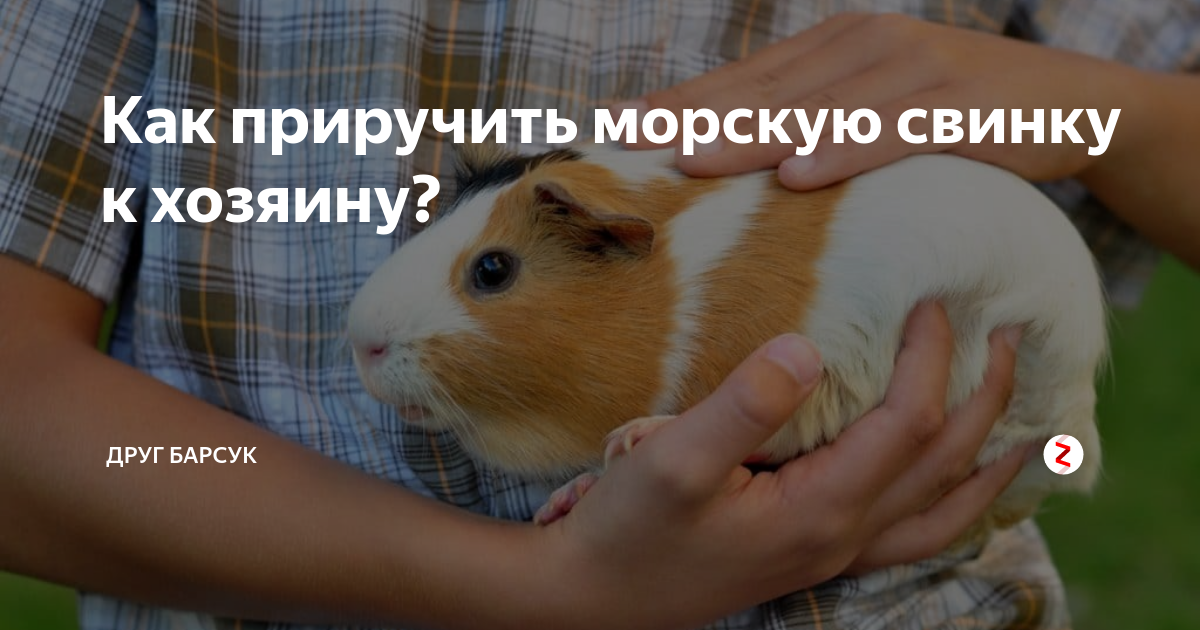 Как приручить морскую. Как приручить морскую