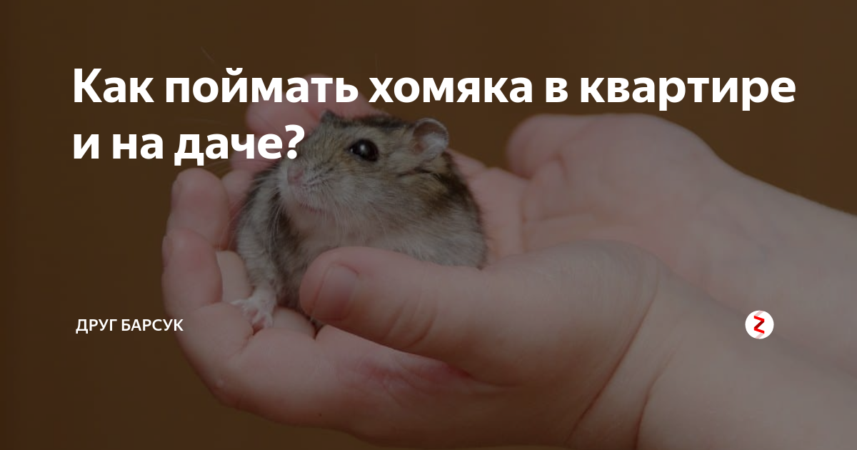 Как ловить убегающего хомяка в квартире: простые и эффективные способы