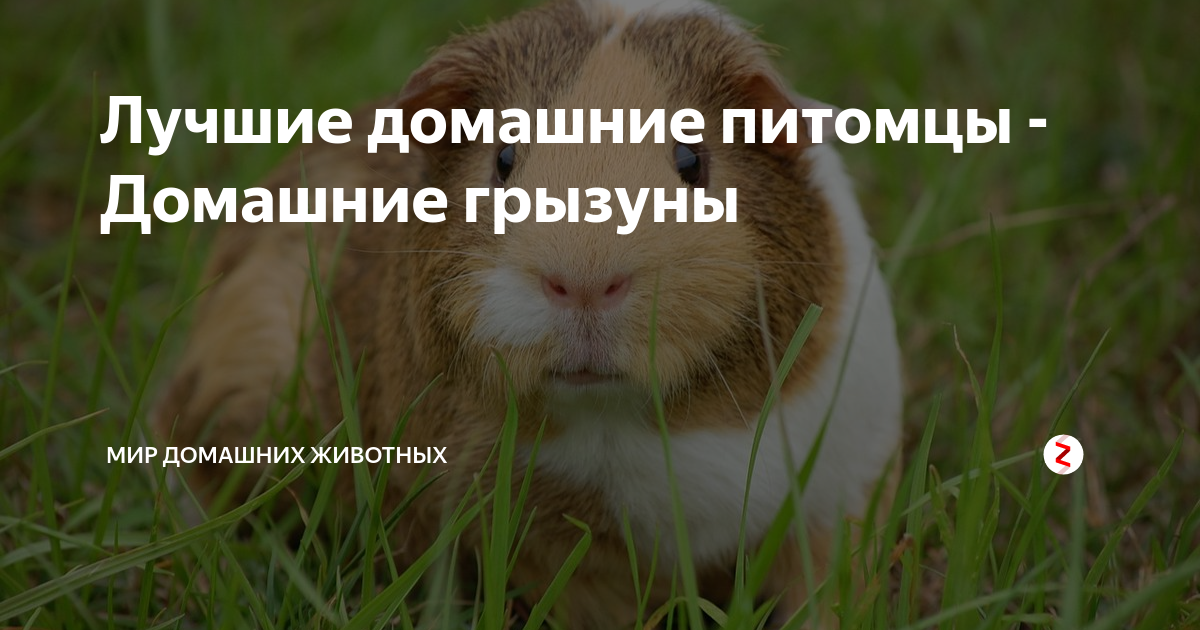 Лучшие домашние питомцы - Домашние грызуны | Мир домашних животных | Дзен