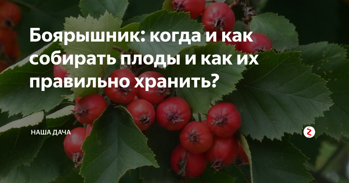 Боярышник сколько. Боярышник когда собирать. Боярышник плоды собранные. Боярышник когда собирать плоды. Приспособленность боярышника.