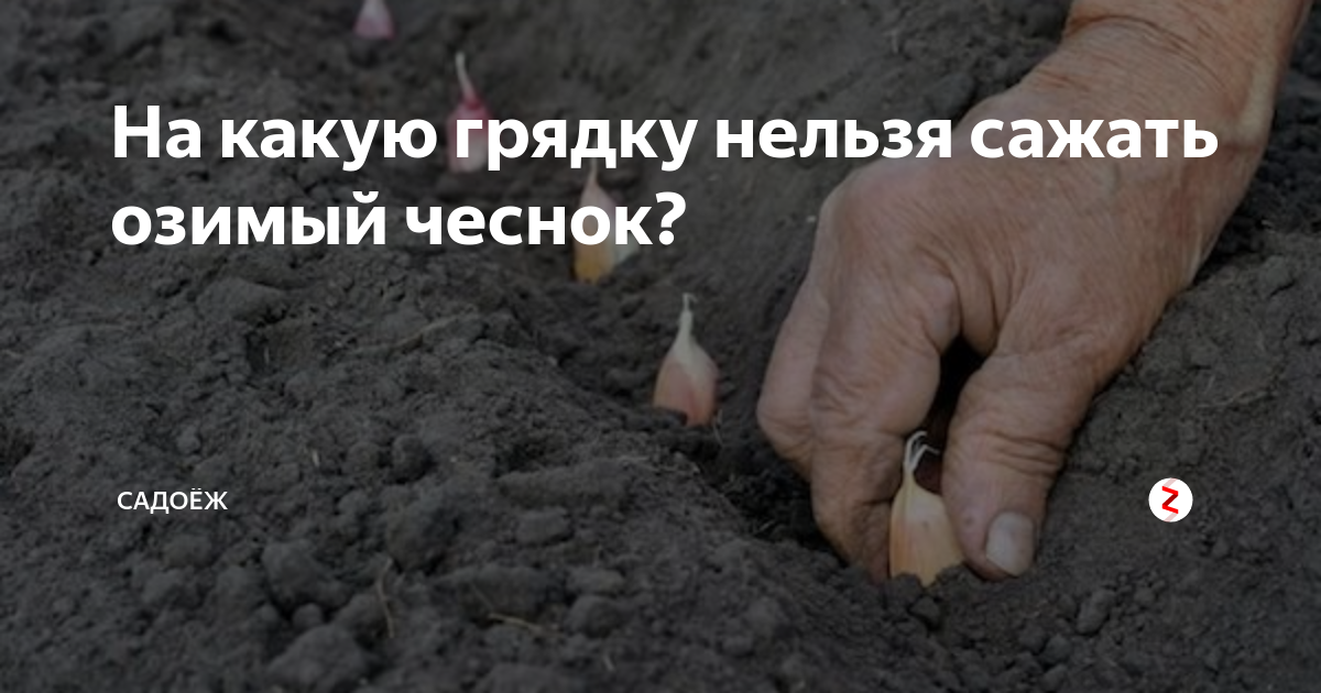 После каких культур нельзя сажать чеснок