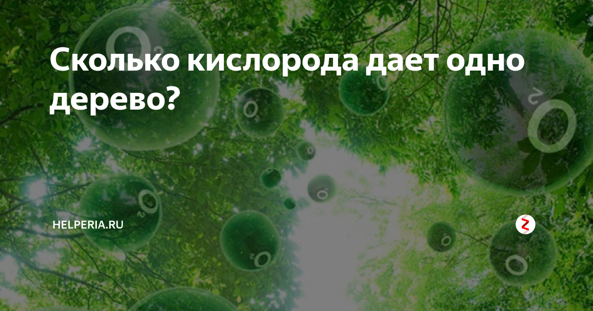 Какое количество кислорода выделяет одно дерево в течение дня