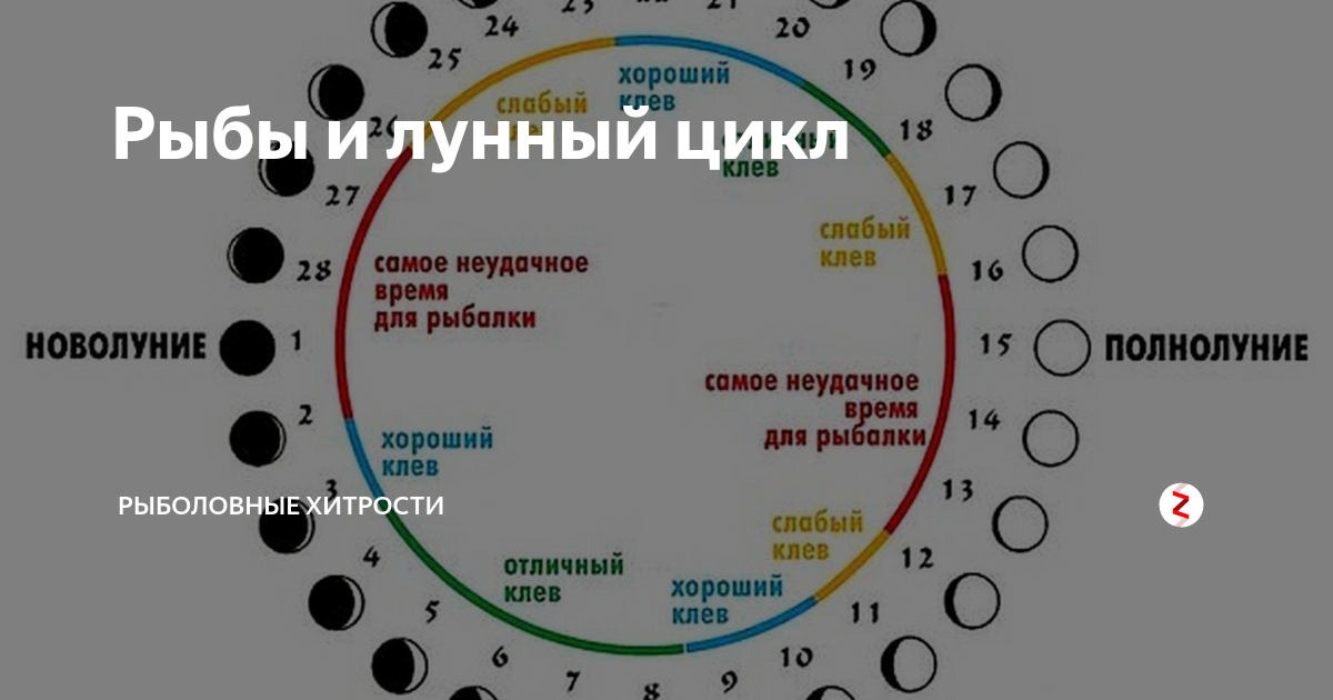 Фазы Луны влияющие на клев рыбы. Влияние фазы Луны на клев. Зависимость клева от фазы Луны. Влияние фаз Луны на клев рыбы. Сколько длится лунный