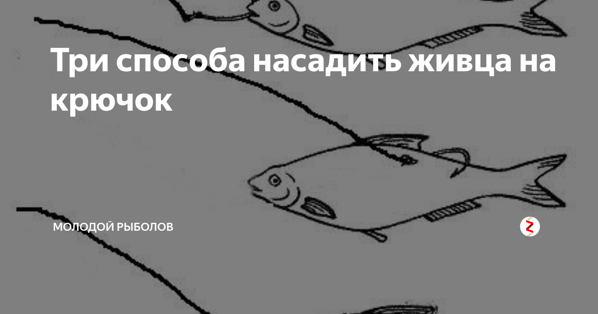 Поймал карманника на живца. Насадка живца. Одинарный крючок на живца. Способы насаживания живца. Насадка живца на одинарный крючок.