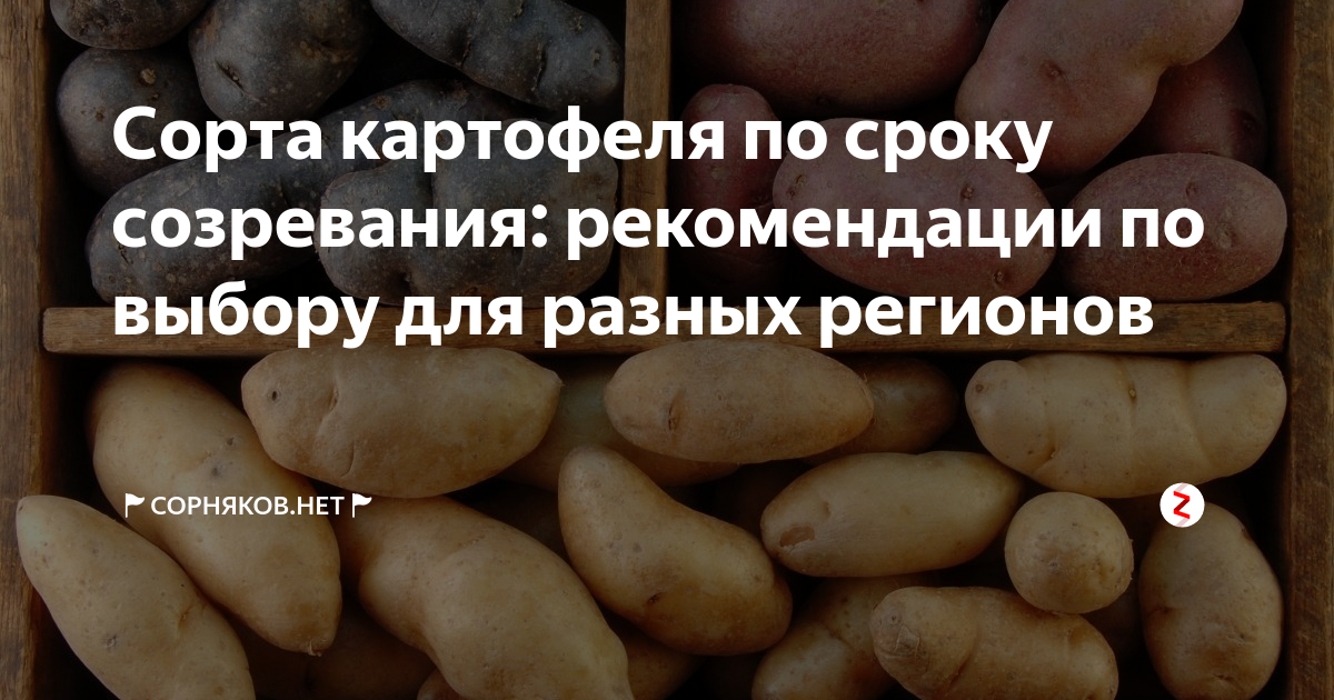 Гала описание сроки созревания. Картошка сорт сказка срок созревания. Сроки созревания картофеля Гала Руби роз. Картофель Арго описание сорта фото отзывы сроки созревания семян.