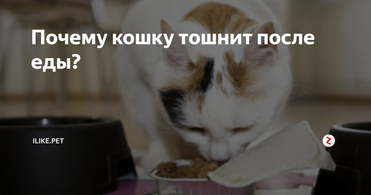 Почему кошка блюет после еды