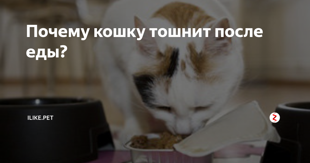 Почему кошки блюют после еды кормом. Кошку тошнит после еды. Котёнка вырвало непереваренной пищей. Кошка рыгает после еды непереваренной пищей. Почему котёнка рвёт после еды.