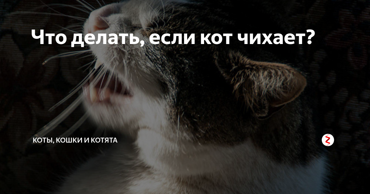 Почему кот часто чихает причины. Кот что то расчихался. Котики чихнуть боюсь