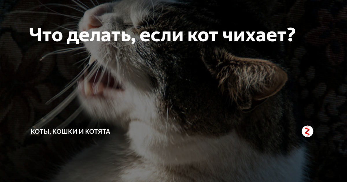 Что значит если кот чихает. Кот что то расчихался. Котики чихнуть боюсь.