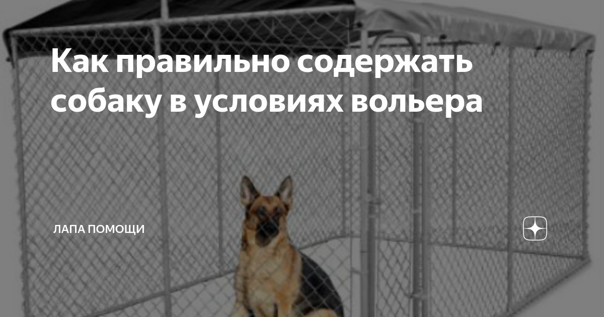 Организация пространства вольера для собаки