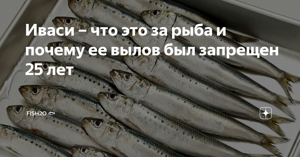 Иваси – что это за рыба и почему ее вылов был запрещен 25 лет | fish2o ...