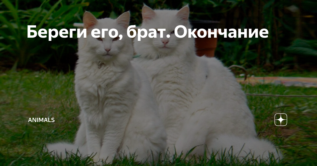 Вставь пропущенное окончание какое над нами небо. Переиначивать. Окончания глаголов в прошедшем времени в английском языке. Окончание ed в английском языке правила. Бороться какое окончание.