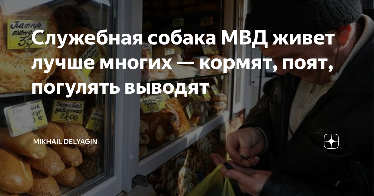 Служебная собака МВД живет лучше многих — кормят, поят, погулять выводят | Mikhail  DELYAGIN | Дзен