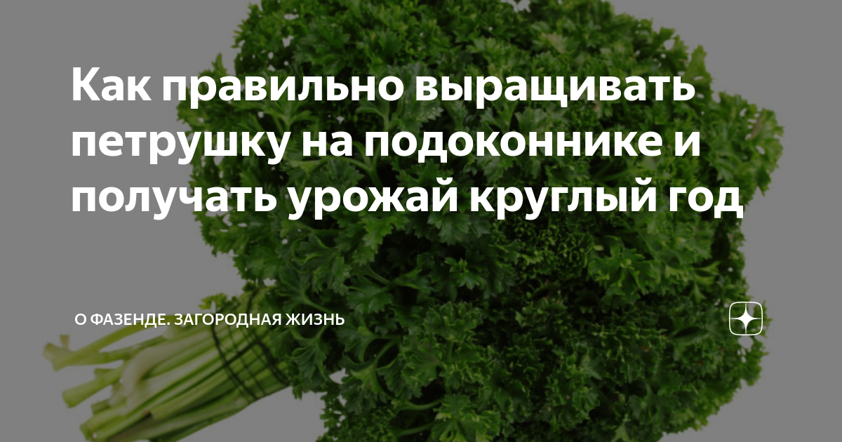 Можно ли петрушку посадить в зиму. Почему нельзя сажать петрушку.