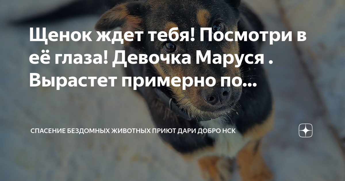 Приют дари добро нск