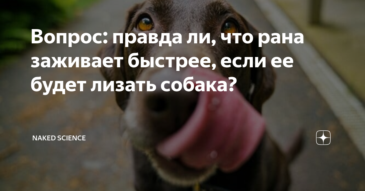 Вопрос: правда ли, что рана заживает быстрее, если ее будет лизать ...
