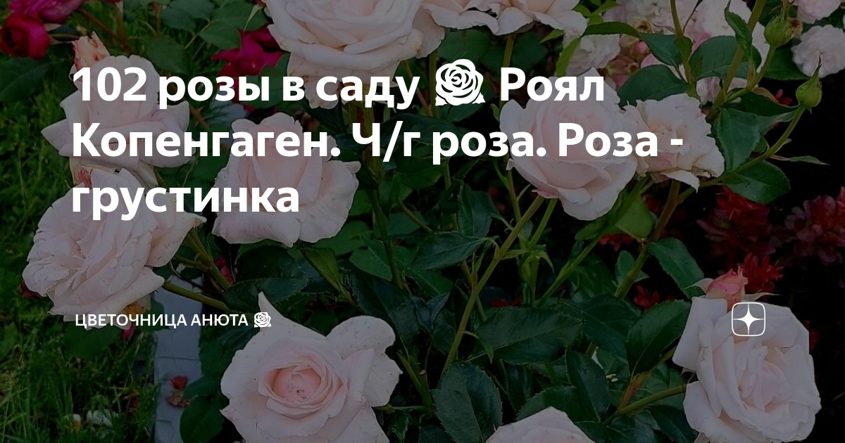 102 розы в саду 🌹 Роял Копенгаген. Ч/г роза. Роза - грустинка ...