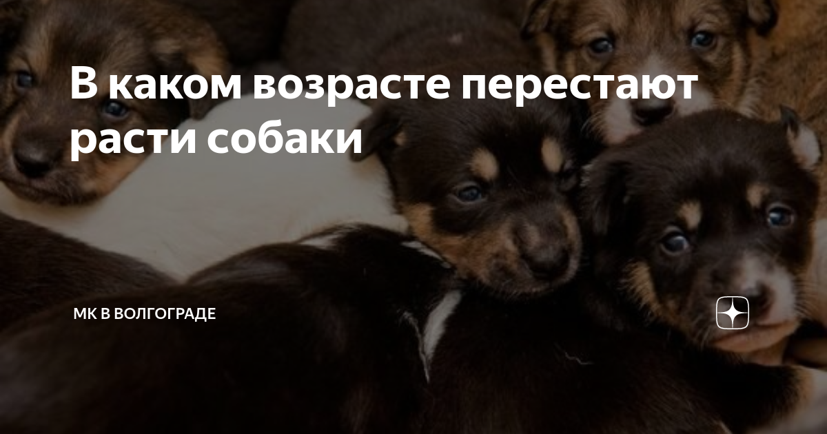 В каком возрасте перестают расти собаки | МК в Волгограде | Дзен