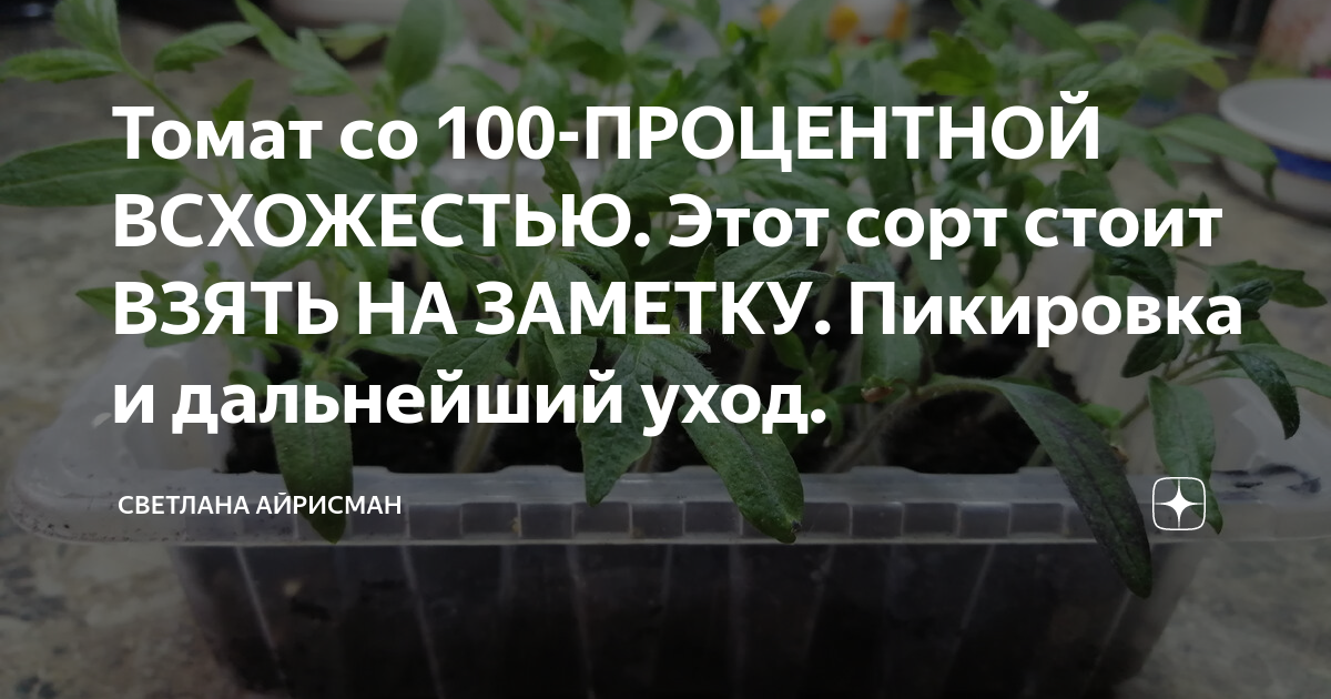 Томат со 100-ПРОЦЕНТНОЙ ВСХОЖЕСТЬЮ. Этот сорт стоит ВЗЯТЬ НА ЗАМЕТКУ ...