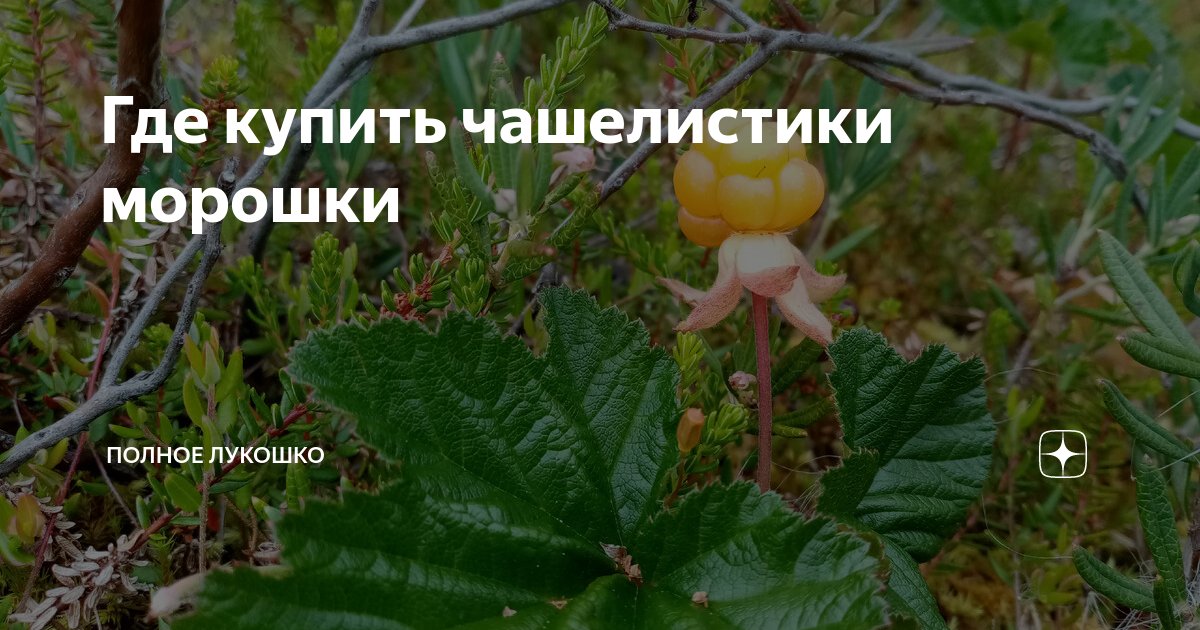 Где купить чашелистики морошки | Полное лукошко | Дзен
