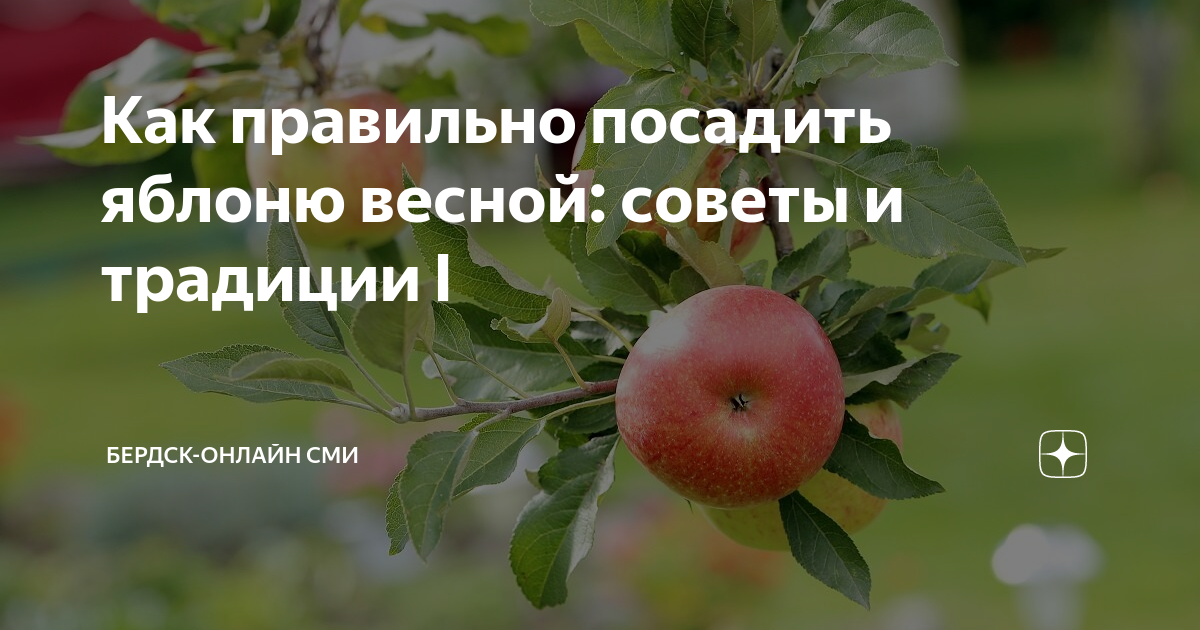 Какие яблони сажать в подмосковье. Яблоня весной. Яблоня холла плоды. Когда сажать яблоки. Яблоню засадил.