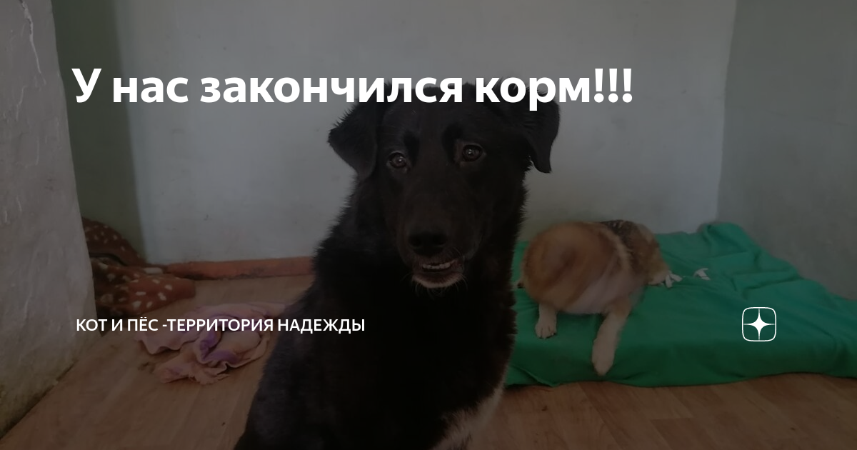 кот и пес территория надежды дзен. кот и пес территория надежды дзен. кот и пес территория надежды дзен. кот и пес территория надежды дзен. кот и пес территория надежды дзен.