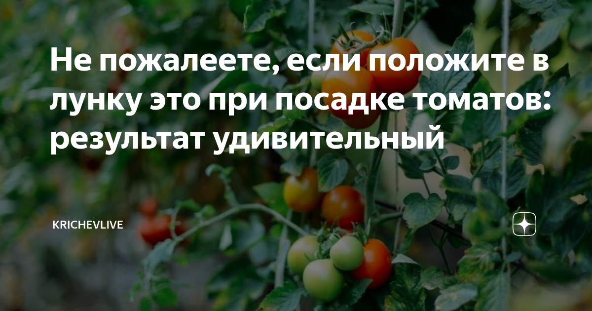 В лунку при высадке томатов. Когда можно высаживать помидоры в открытый грунт. Посадка помидор рядами в открытый. Что класть в лунку при высадке помидор.