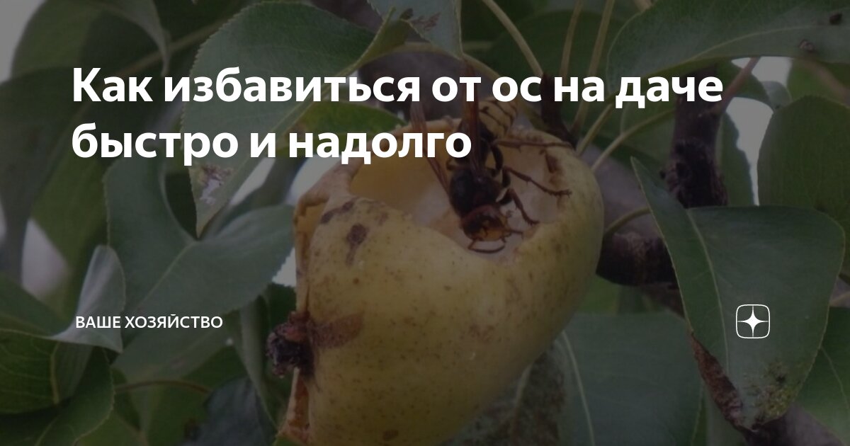 Осы на даче: как избавиться самостоятельно