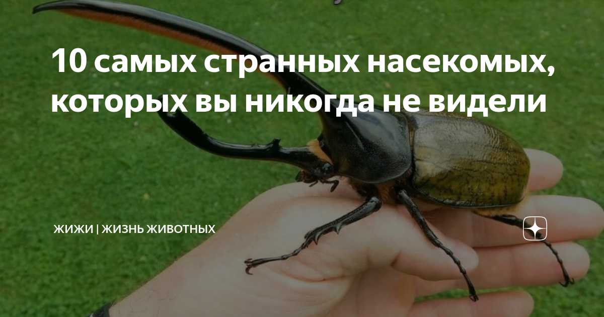10 самых странных насекомых, которых вы никогда не видели | Жизнь ...
