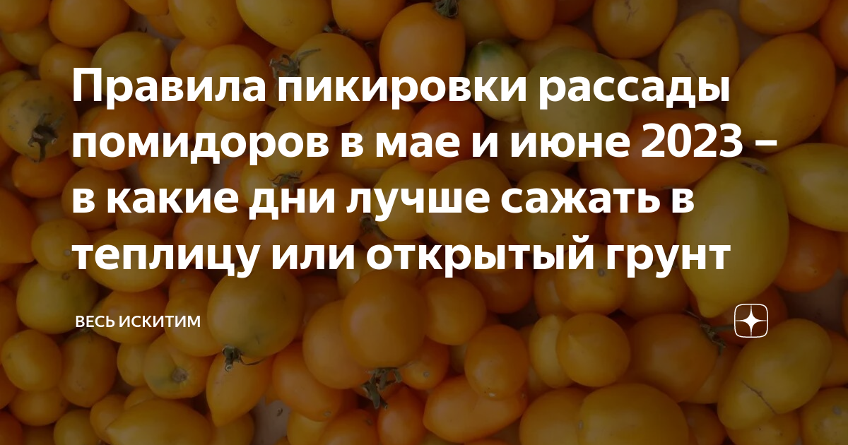 Посадка на кубани. Посадка помидор в теплице в мае по лунному. Когда можно сажать помидоры в открытый грунт в мае 2023. Лунный календарь на высадку рассады томатов