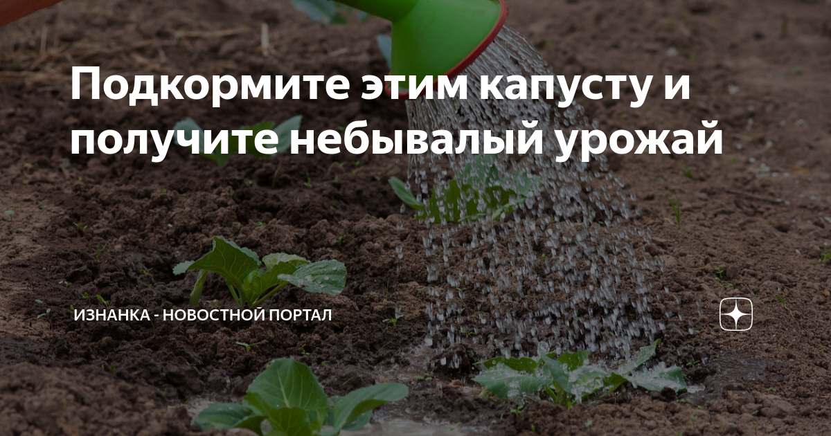 Невиданный урожай. Удобрения для посадки капусты. Древесная капуста.